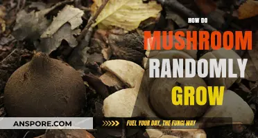 Why Mushrooms Suddenly Appear: Unpredictable Growth Patterns Explained