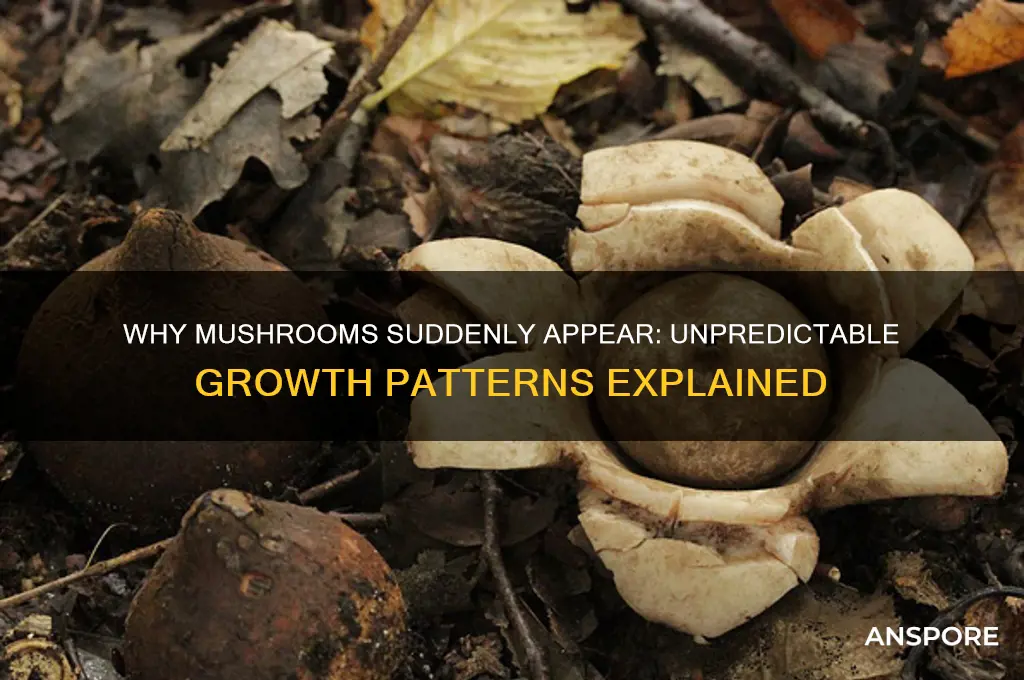how do mushrooms randomly grow