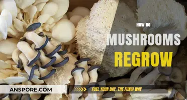 Mushroom Magic: Regrowing from Roots