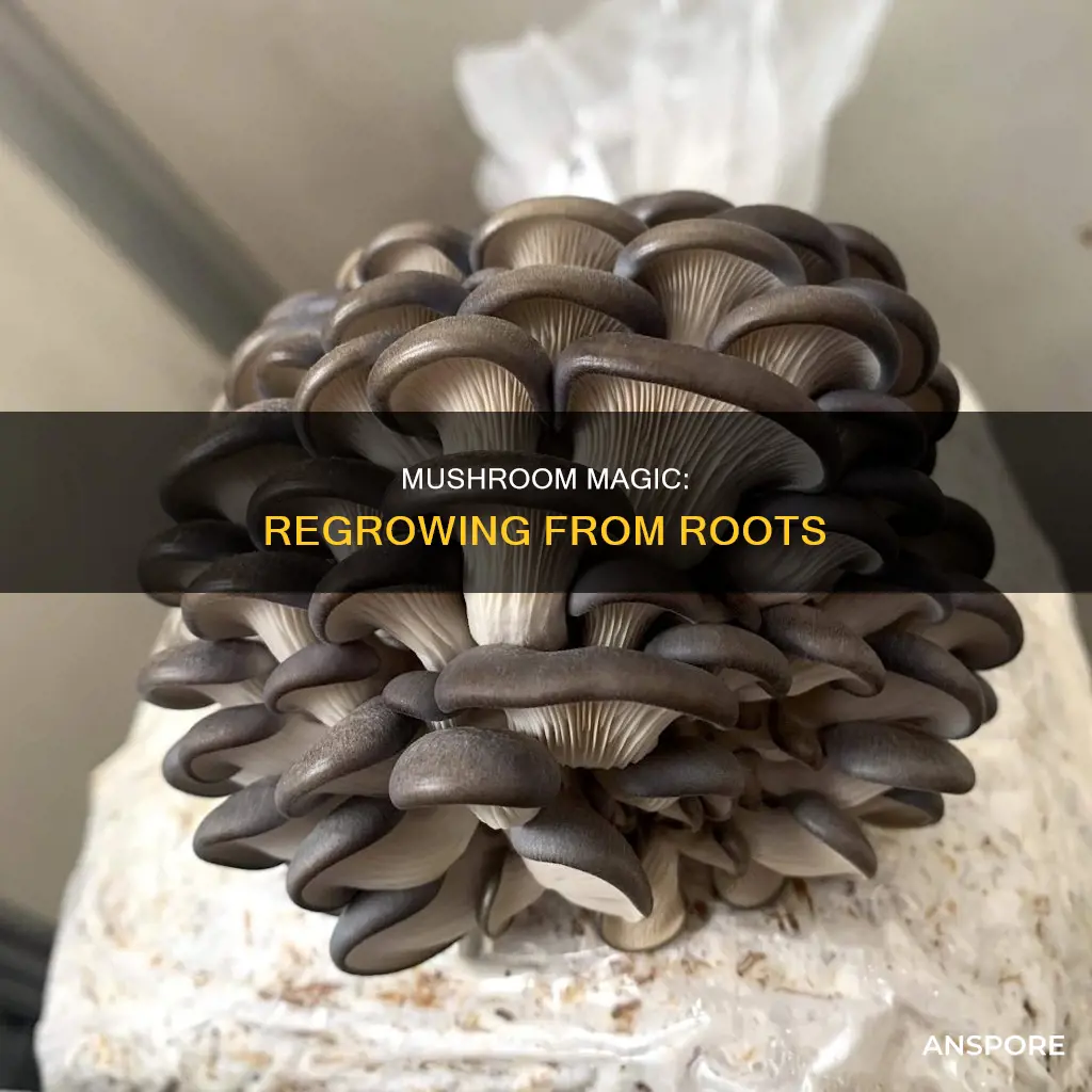 how do mushrooms regrow