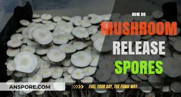 Unveiling the Fascinating Process of Mushroom Spore Release