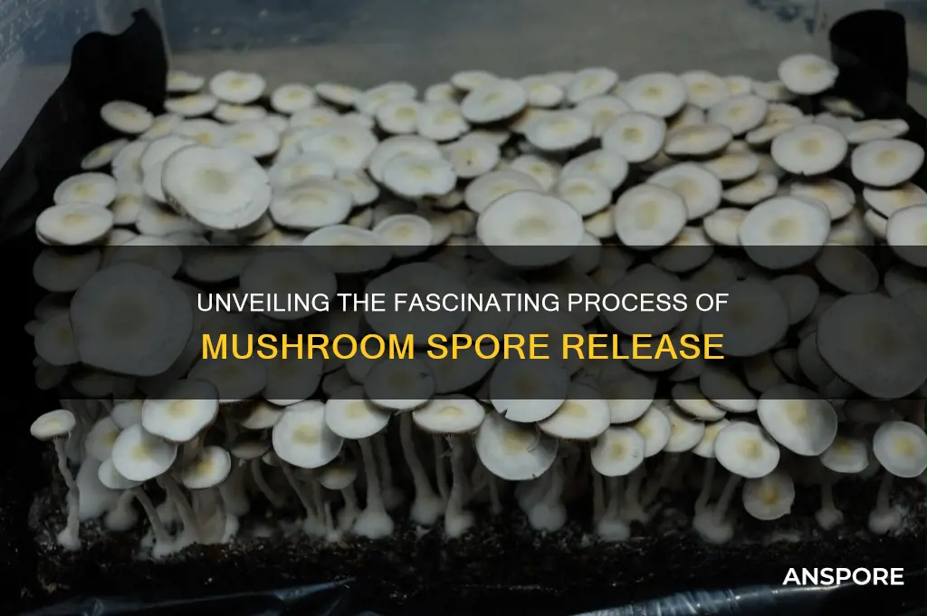 how do mushrooms release spores