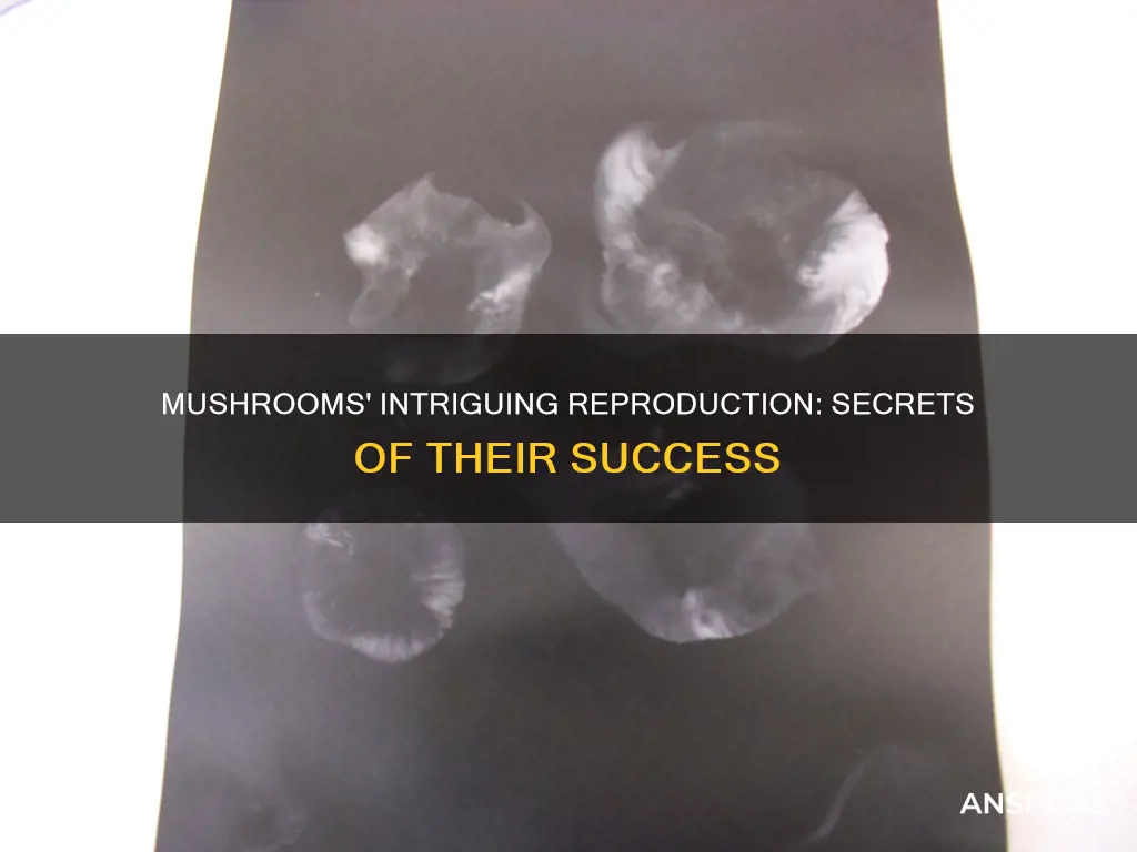 how do mushrooms repopulate