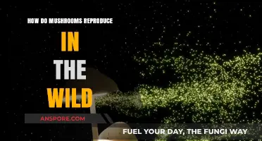 Mushroom Reproduction: Secrets of Wild Spore Growth