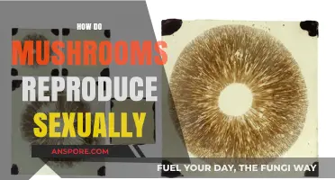 Mushrooms' Intricate Sexual Reproduction Process