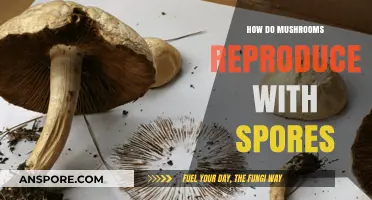 Mushrooms' Magical Spores: Reproduction Secrets