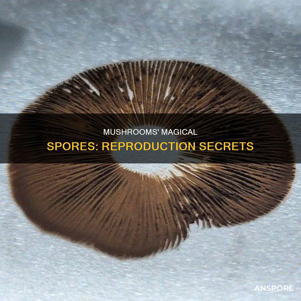 how do mushrooms reproduce with spores