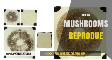 Mushrooms' Intriguing Reproduction: Secrets of Their Survival