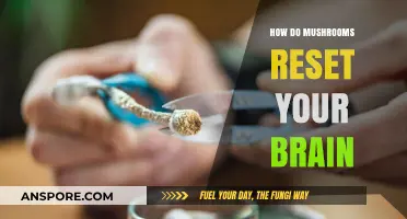 Mushrooms: Brain Reset and Neuroplasticity