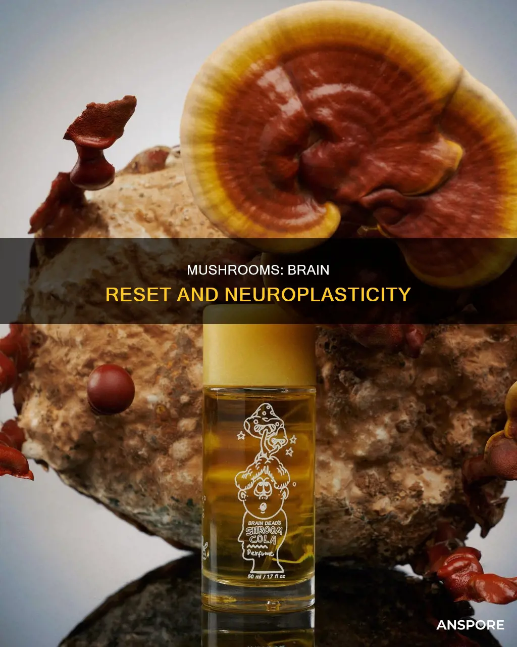 how do mushrooms reset your brain