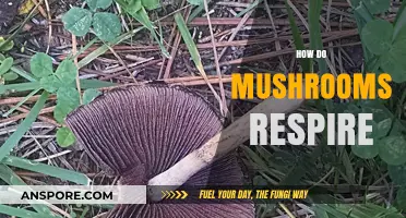 Mushrooms Breathe: Their Unique Respiratory Process Explained