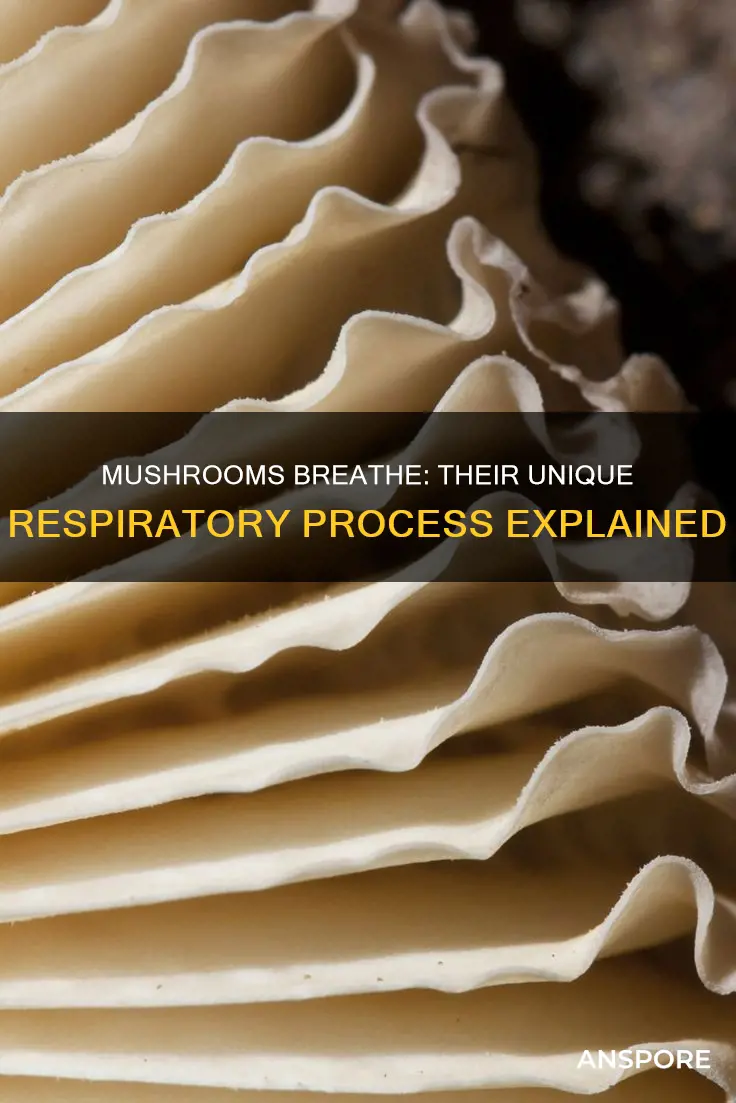 how do mushrooms respire
