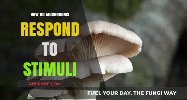 Mushrooms' Intriguing Response to External Stimuli