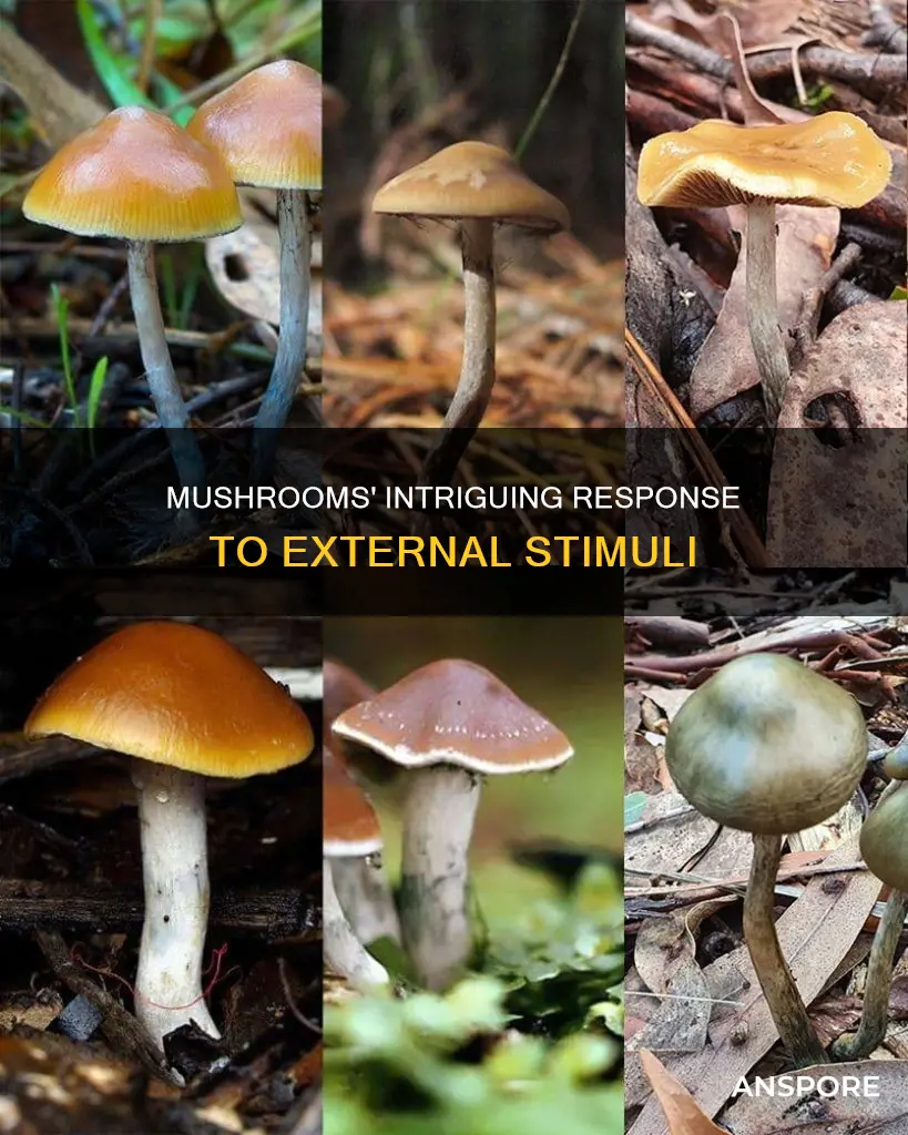 how do mushrooms respond to stimuli