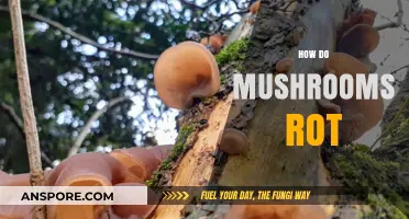Mushrooms: The Rotting Process Explained