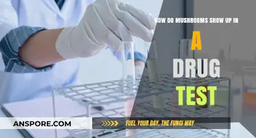 Mushrooms in Drug Tests: What You Need to Know
