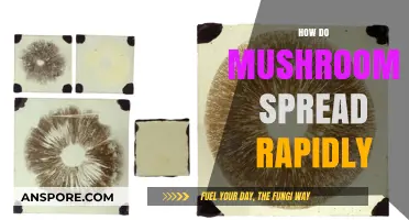 Mushroom Mysteries: Rapid Reproduction Explained