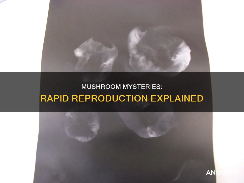 how do mushrooms spread rapidly