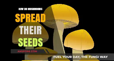 Mushroom Mysteries: Seed Spreading Strategies