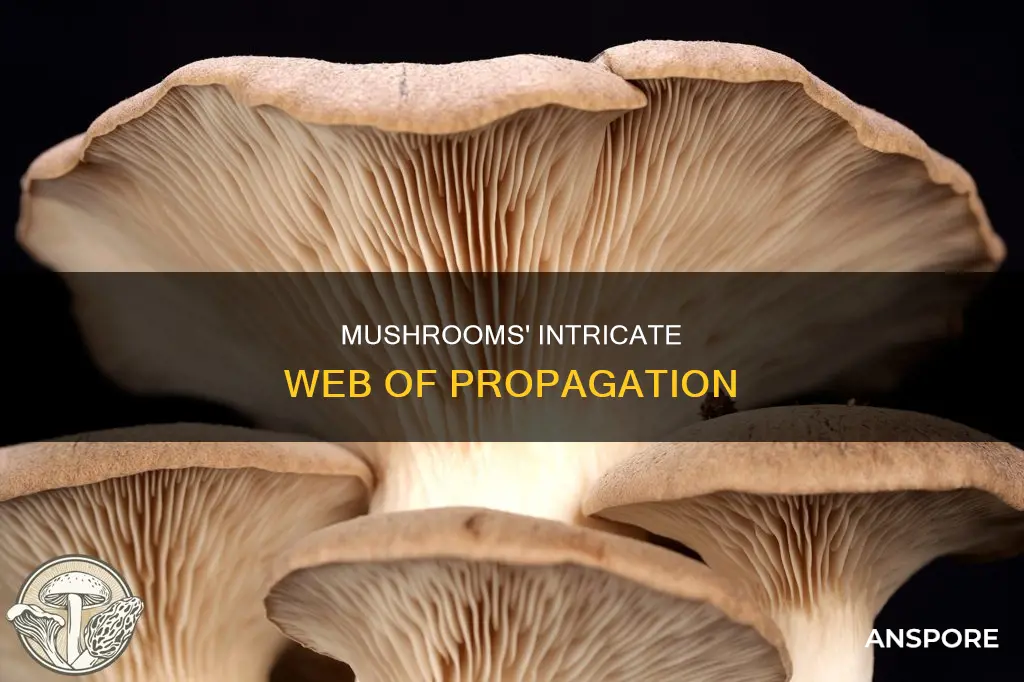 how do mushrooms spread