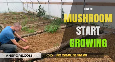 Unveiling the Mysterious Process of Mushroom Growth: From Spores to Fruiting