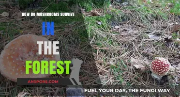 Mushrooms' Forest Survival Secrets Unveiled