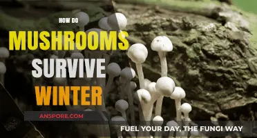 Mushrooms' Winter Survival Strategies: Secrets Unveiled