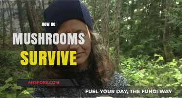 Mushrooms' Survival Secrets: A Natural Mystery