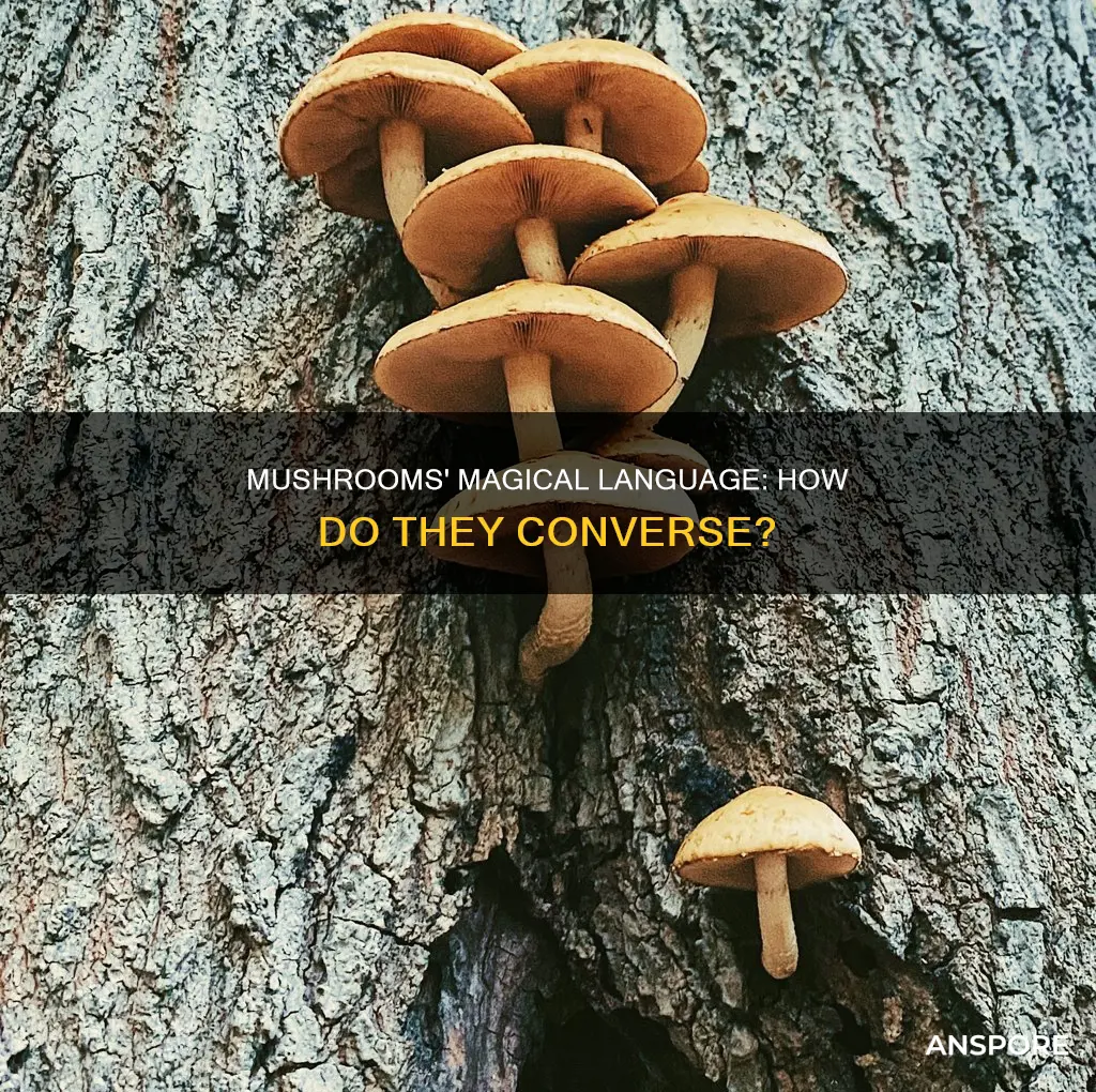 how do mushrooms talk