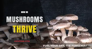 Mushrooms' Thriving Secrets: Unveiling Their Unique Growth Strategies