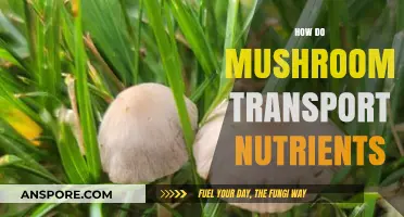 Mushrooms' Intricate Nutrient Transportation Mechanism Explored