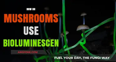 Glowing Fungi: Unveiling Mushrooms' Bioluminescent Secrets and Survival Strategies