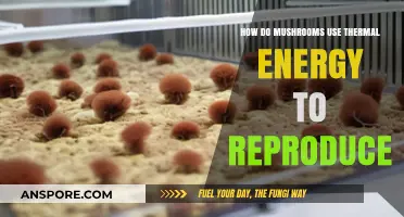 Mushrooms' Thermal Energy Secrets: Unlocking Reproduction Strategies in Fungi