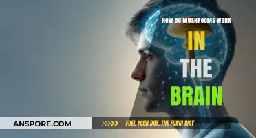 Mushrooms: Brain's Magical Mystery Unveiled