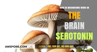 Mushrooms: Brain Serotonin and Mental Health