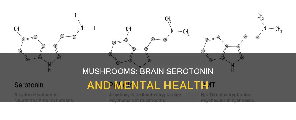 how do mushrooms work on the brain serotonin