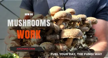 Mushrooms: Nature's Magical Mystery Unveiled