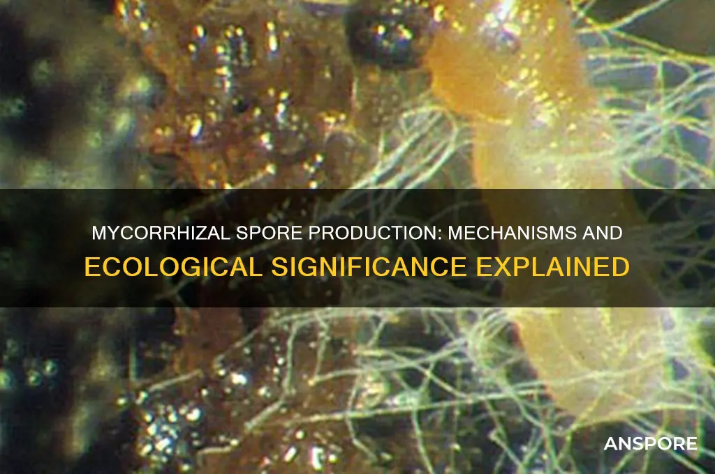 how do mycorrhizae produce spores site edu