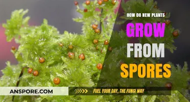 Unveiling the Fascinating Process of Plant Growth from Spores