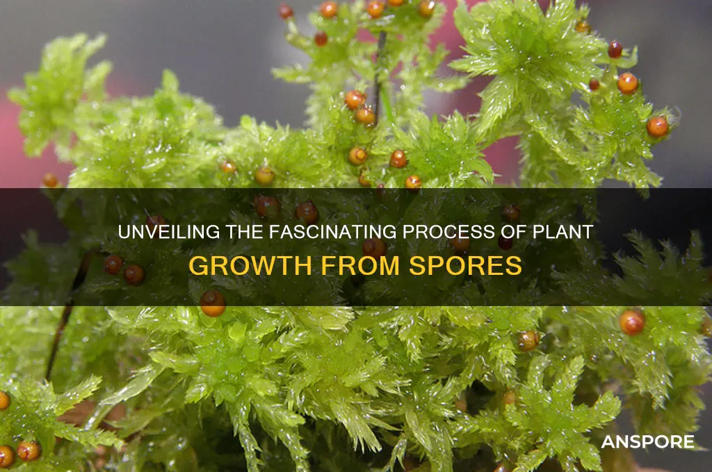 how do new plants grow from spores