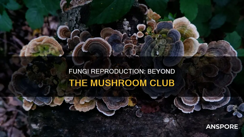 how do non mushroom club fungi reproduce