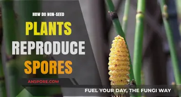 Unveiling Non-Seed Plant Reproduction: The Fascinating World of Spore Dispersal
