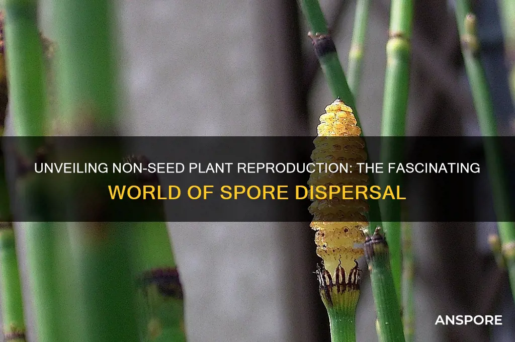 how do non-seed plants reproduce spores