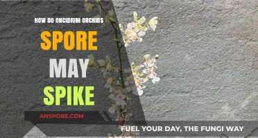 Unveiling Oncidium Orchid Spiking Secrets: Spore to Bloom Journey Explained