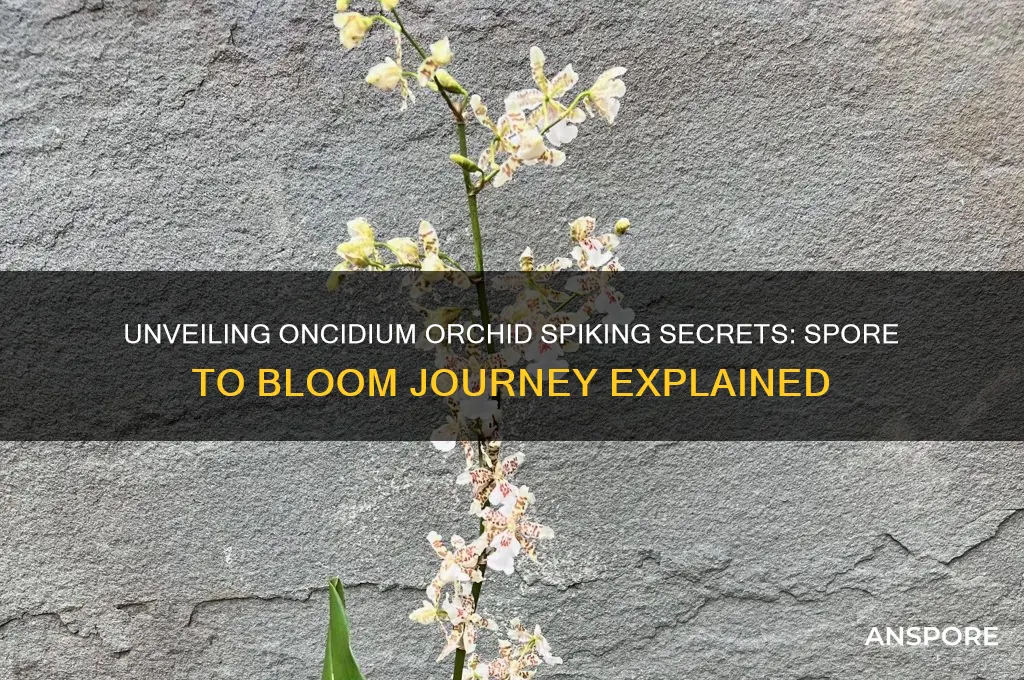 how do oncidium orchids spore may spike