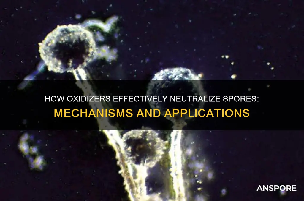 how do oxidizer effect spores