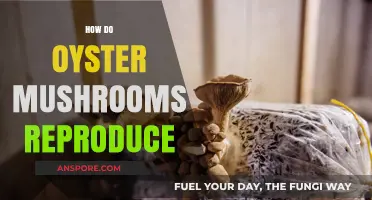 Oyster Mushrooms: Reproduction and Growth