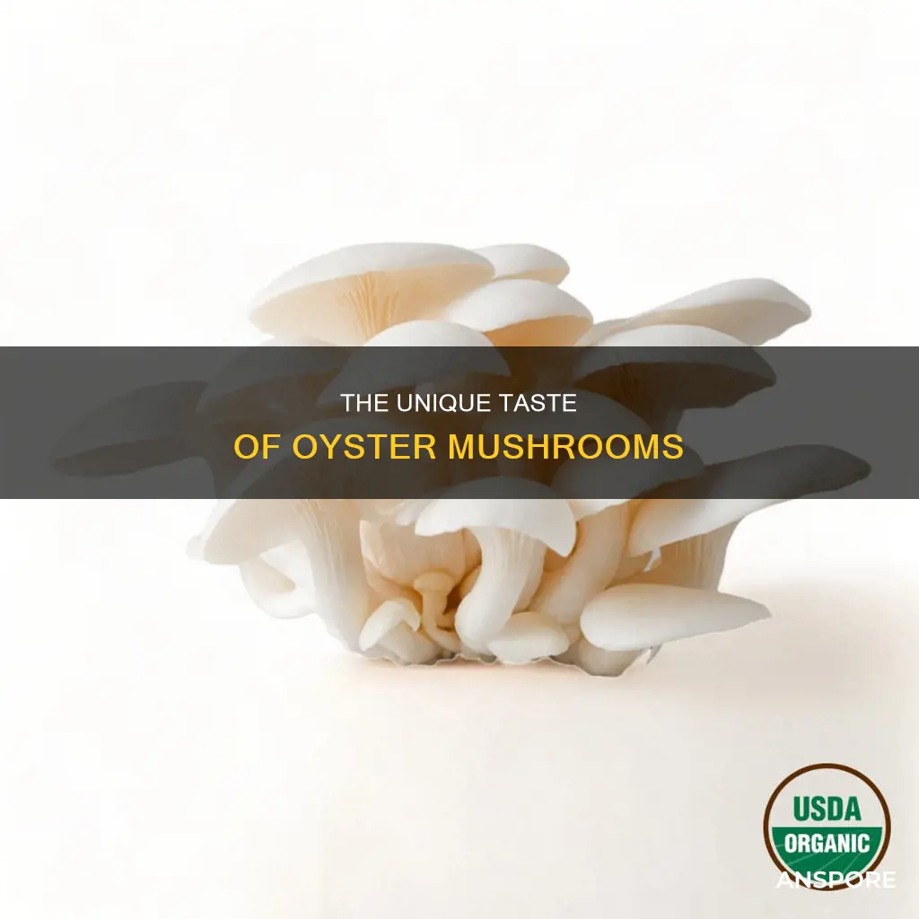 how do oyster mushrooms taste