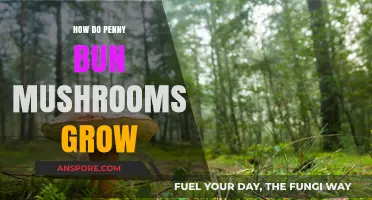 Penny Bun Mushrooms: Growth Secrets and Cultivation Techniques Explained