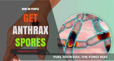 Understanding Anthrax Transmission: How Spores Spread and Infect Humans